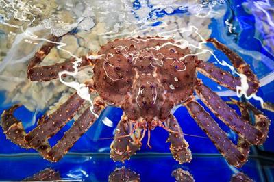 1499元茅臺、3.29元依云水,心急網(wǎng)友提前做攻略