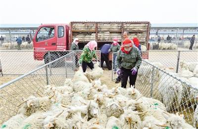 活羊大集交易忙